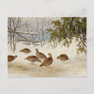 Carte Postale Ferdinand von Wright - Partriers En Neige
