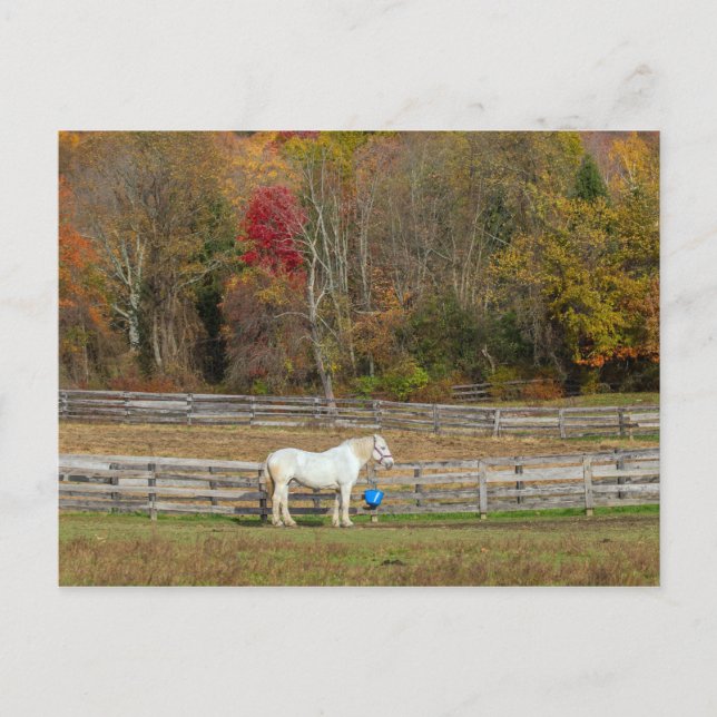 Carte Postale Ferme à cheval d'automne (Devant)