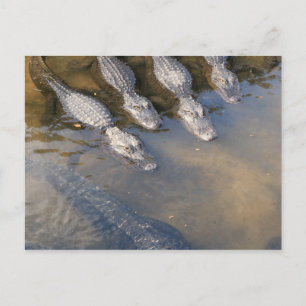 Carte Postale Ferme Alligator St Augustine n° 2