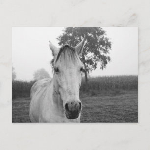 Carte Postale Ferme Black and White Animal Photographie Cheval