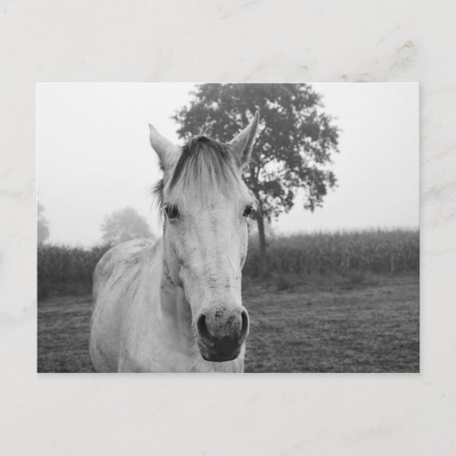 Carte Postale Ferme Black and White Animal Photographie Cheval (Devant)