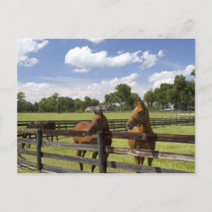 Carte Postale Ferme de chevaux pur-sang dans le comté de Marion,