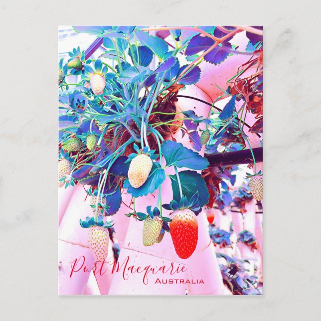 Carte Postale Ferme de fraises Port Macquarie Australie (Devant)