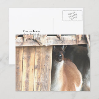 Carte Postale Ferme de lama personnalisée