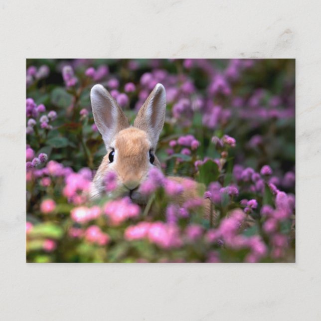 Carte Postale Ferme de lapins (Devant)