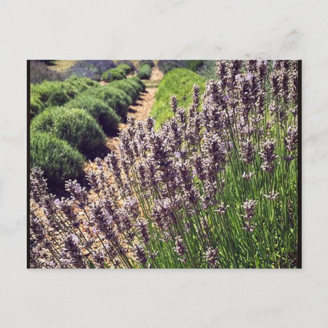 Carte Postale Ferme de Lavender (Devant)