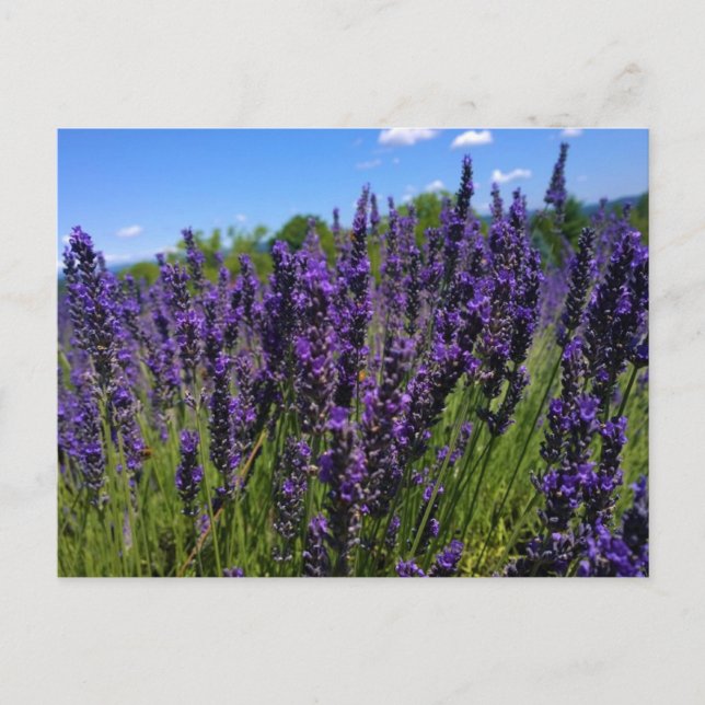 Carte Postale Ferme de Lavender (Devant)