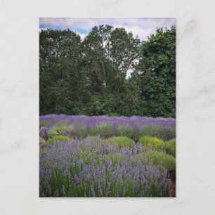 Carte Postale Ferme de Lavender