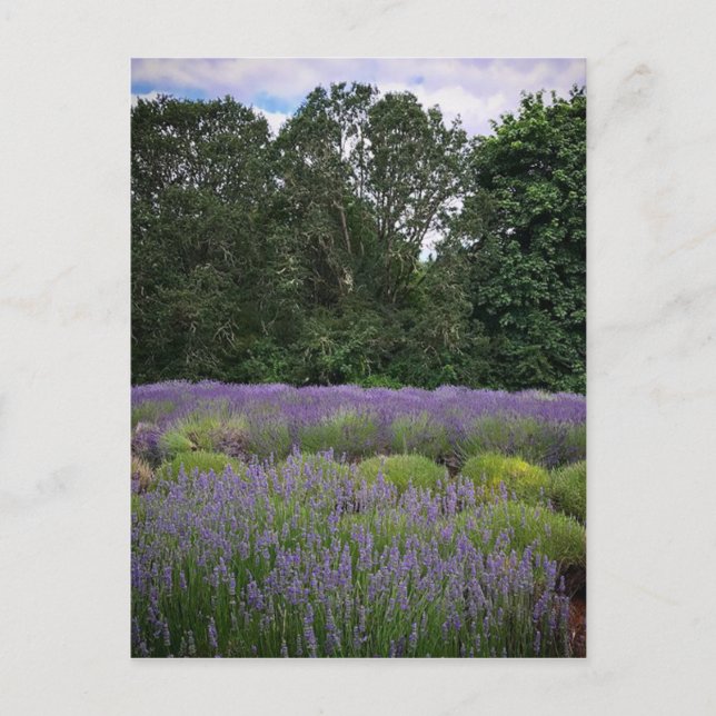 Carte Postale Ferme de Lavender (Devant)
