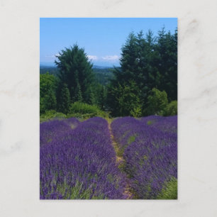 Carte Postale Ferme de Lavender