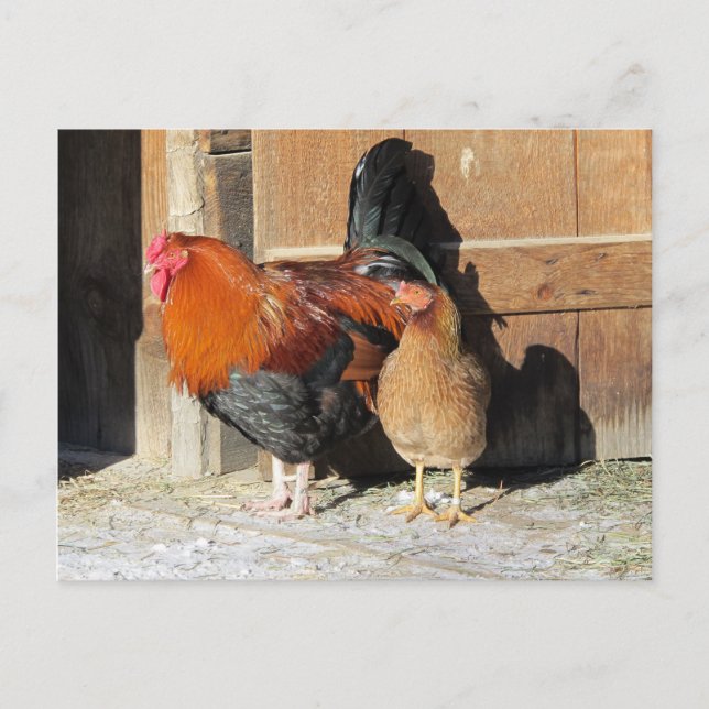 Carte Postale Ferme de poulets Coq et poulailler de poule (Devant)