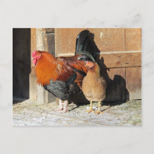 Carte Postale Ferme de poulets Coq et poule