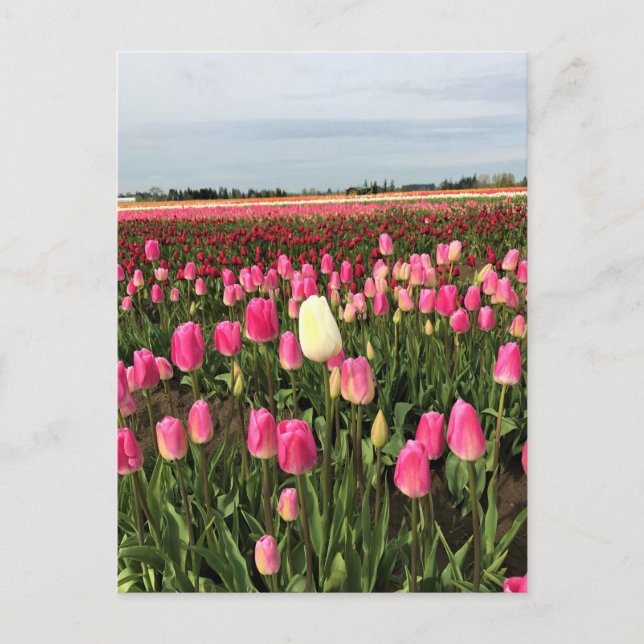 Carte Postale Ferme de tulipes en Oregon (Devant)