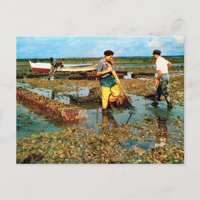 Carte Postale Ferme d'huîtres, Charente Maritime (Devant)