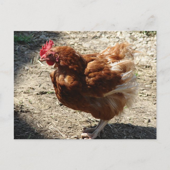 Carte Postale Ferme d'usine Hen (Devant)