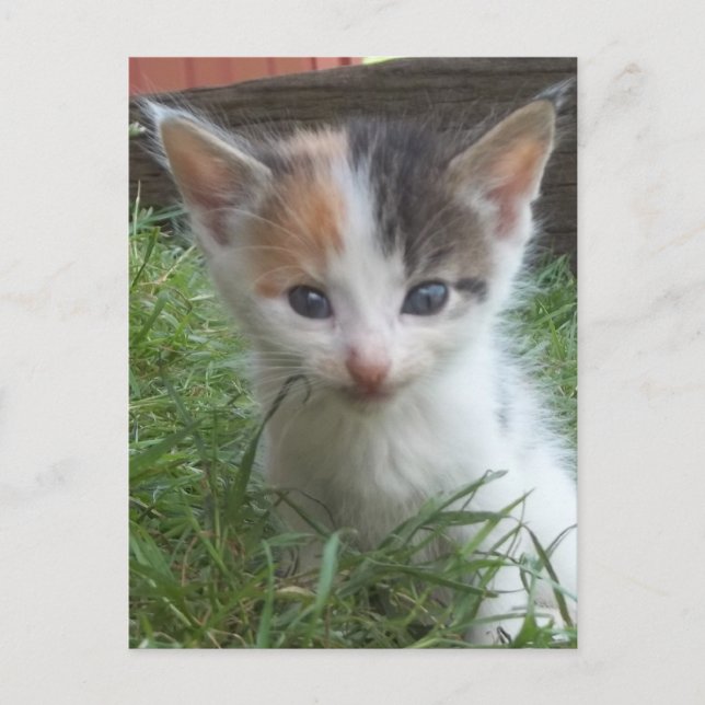 Carte Postale Ferme Kitten (Devant)