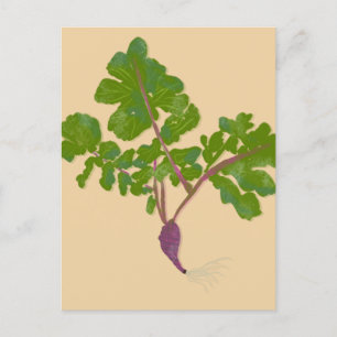 Carte Postale Ferme Radis Navets Plantes Jardinage