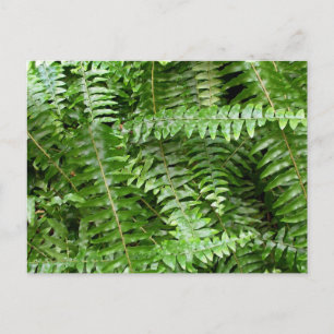 Carte Postale Fermer Fronds I Green Nature