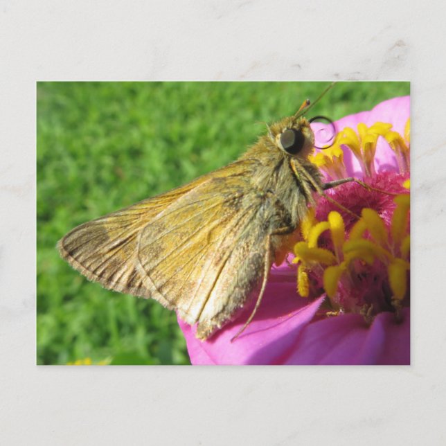 Carte Postale Fermer le papillon sur la fleur (Devant)