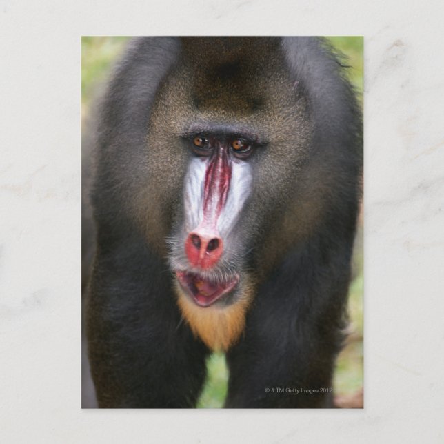Carte Postale Fermer Mandril (Mandrillus sphinx) (Devant)