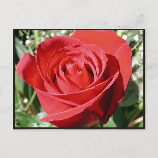 Carte postale Fermer Rose rouge (Devant)
