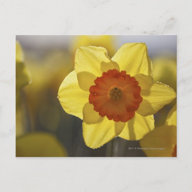 Carte Postale Fermer une jonquille jaune/orange (Devant)