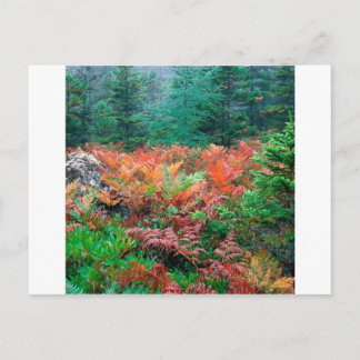 Carte Postale Fermes Colorées Forestières En Automne Acadie Main