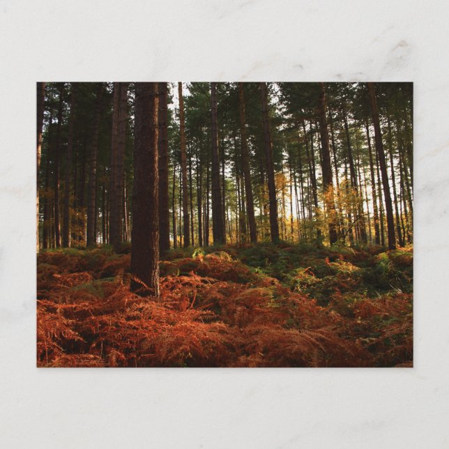 Carte Postale Fermes d'automne (Devant)