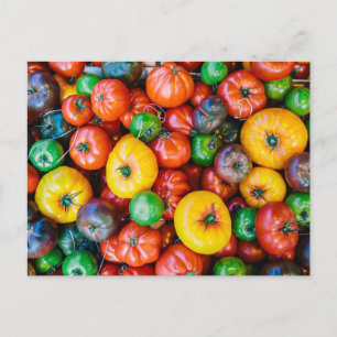 Carte Postale Fermes   Récolte colorée de tomates