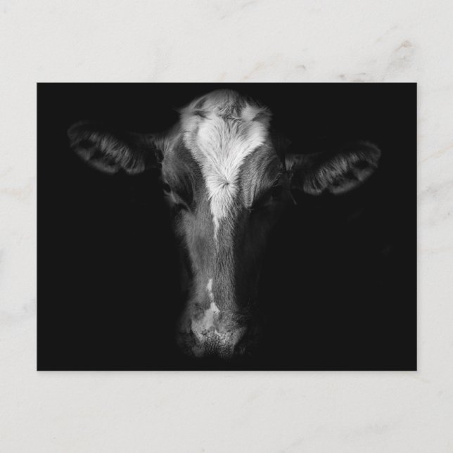 Carte Postale Fermes | Tête de vache B&W (Devant)