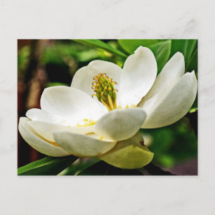 Carte Postale Fermeture de la fleur de Magnolia