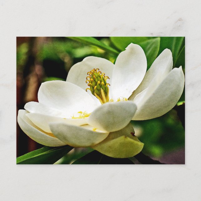 Carte Postale Fermeture de la fleur de Magnolia (Devant)