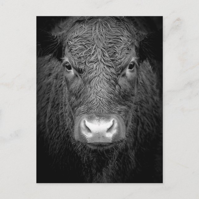 CARTE POSTALE FERMETURE DE VACHE - NOIR ET BLANC (Devant)