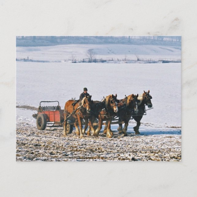 Carte Postale Fermier Amish Sur Spreader-Postcard-2 (Devant)