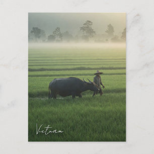 Carte Postale Fermier avec un Buffalo Vietnam Travel