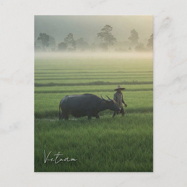 Carte Postale Fermier avec un Buffalo Vietnam Travel (Devant)
