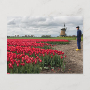 Carte Postale Fermier inspectant ses tulipes et son moulin à ven