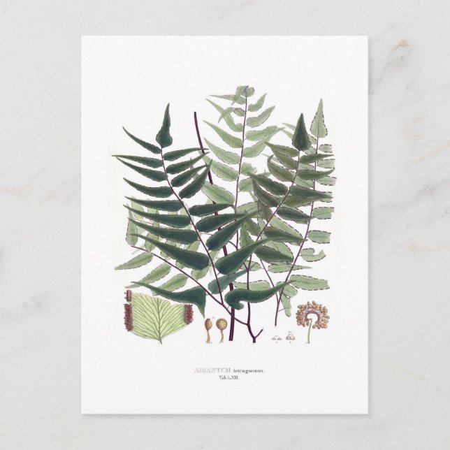 Carte Postale Fern (Devant)