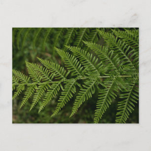 Carte Postale Fern