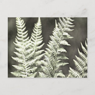 Carte Postale Fern Artistic Abstrait