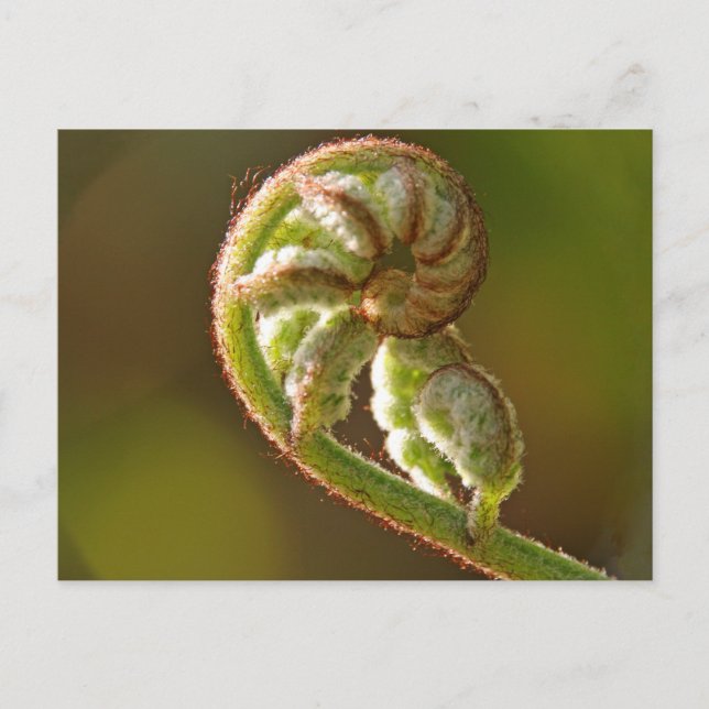 Carte Postale Fern Fiddlehead (Devant)