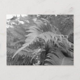 Carte Postale Fern Friendly