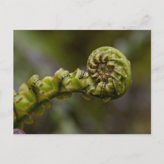 Carte Postale Fern Frond (Devant)