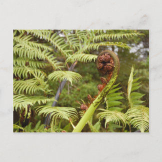 Carte Postale Fern Frond, New Zealand