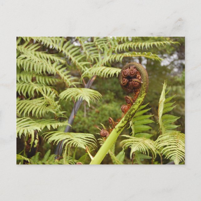 Carte Postale Fern Frond, New Zealand (Devant)