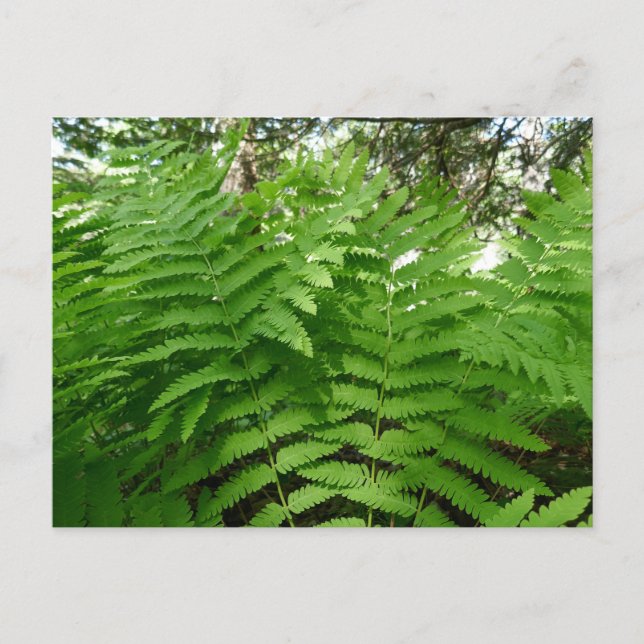 Carte Postale Fern Fronds IV Nature verte Botanique (Devant)