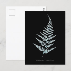 Carte Postale Fern - Gymnogramma L’herminieri. Effet de rayons X