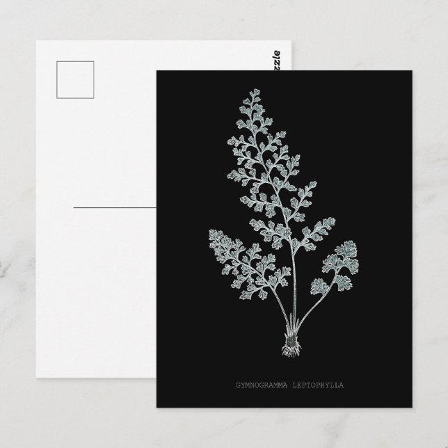Carte Postale Fern - Gymnogramma Leptophylla - Effet de rayons X (Devant / Derrière)