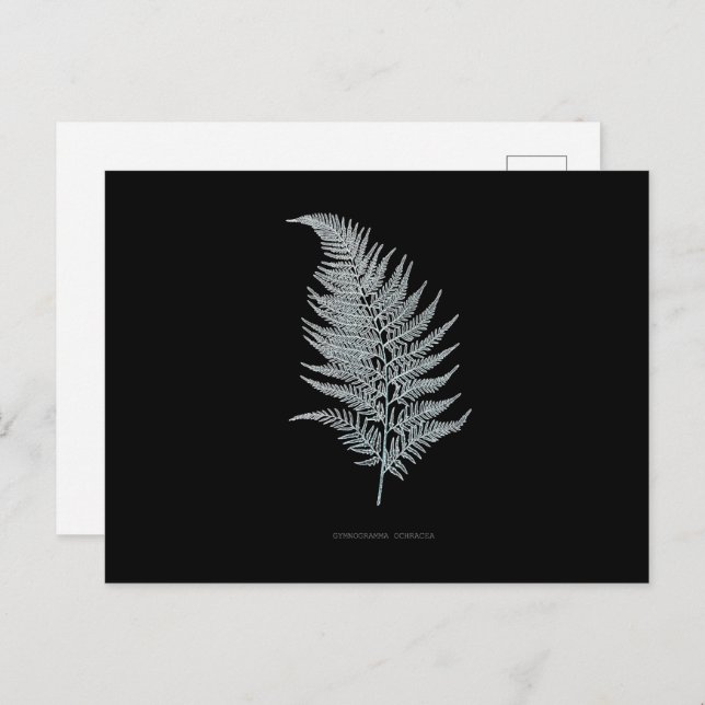 Carte Postale Fern - Gymnogramma Ochracea - Effet rayons X - 02 (Devant / Derrière)