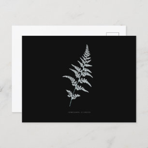 Carte Postale Fern - Gymnogramma Sulphurée - Effet de rayons X -